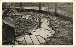 Baby Alligators, California Alligator Farm Postcard