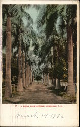 A Royal Palm Avenue Postcard