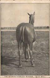 The $25,000 Hairless Wonder, "Blue Bell" Horses Postcard Postcard Postcard