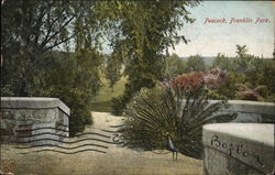 Peacock, Franklin Park Postcard