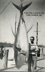 Tuna Fish Caught off York Harbor, ME Postcard