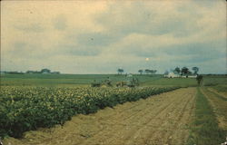 View of Aroostook County Maine Postcard Postcard Postcard