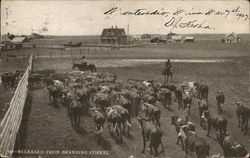 Released From Branding Corral Cows & Cattle Postcard Postcard Postcard