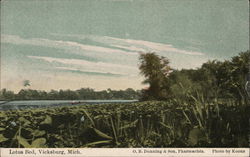 View of Lotus Bed Postcard