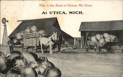 This is the Kind of Onions We Grow In... Utica, MI Postcard Postcard Postcard