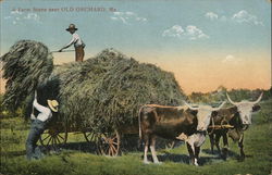 A Farm Scene Near Old Orchard Old Orchard Beach, ME Postcard Postcard Postcard