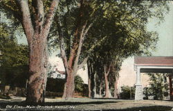 Old Elms, Main St. Postcard