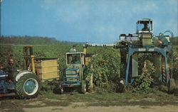 Grape Picking Postcard