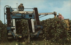 Concord Grape Picker Farming Postcard Postcard Postcard