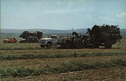 PEA HARVEST Farming Postcard Postcard Postcard