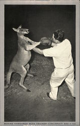 Boxing Kangaroo with Trainer, Cincinnati Zoo Ohio Postcard Postcard Postcard