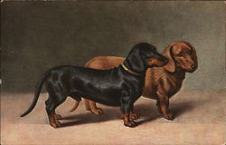 Two Miniature Dachshunds Postcard