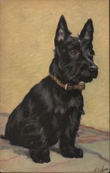 Scottish Terrier Sitting on a Blanket Scottish Terriers Postcard Postcard