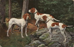 Hunting Dogs in the Woods Postcard