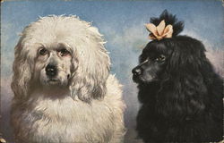 Black and White Fluffy Dogs, One with Bow Postcard