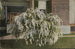 Spirea Van Houttei Postcard