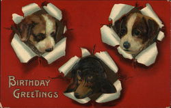 "Birthday Greetings" - Three Pups Poking Heads Through Card Postcard