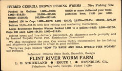 Hybrid Georgia Brown Fishing Worms Postcard