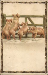 Four Pigs By A Fence Postcard Postcard