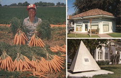 "Carrot Capital of the World" Holtville, CA Postcard Postcard Postcard