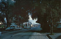 View of Street with Large Trees Postcard