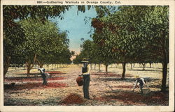 Gathering Walnuts Orange County, CA Postcard Postcard Postcard