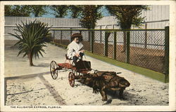 The Alligator Express Florida Postcard Postcard Postcard