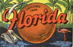 Greetings From Florida Postcard