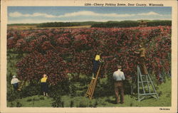 Cherry Picking Scene, Door County, Wisconsin Fruit Postcard Postcard Postcard