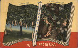 Tropical Trees of Florida Postcard Postcard Postcard