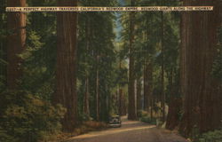 California's Redwood Empire Trees Postcard Postcard Postcard