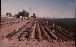 Carrot Harvest in Rich Imperial Valley Postcard