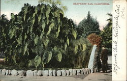 Elephant Ear Plant, St. James Park Los Angeles, CA Postcard Postcard Postcard