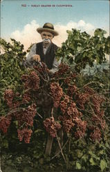 Tokay Grapes in California Postcard