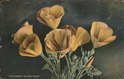 California Golden Poppy Flowers Postcard Postcard Postcard