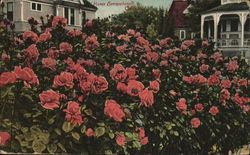 "Roses Everywhere", California Flowers Postcard Postcard Postcard