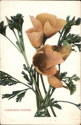 California Poppies Flowers Postcard Postcard Postcard