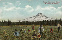 Picking Strawberries in Oregon Willamette Valley, OR Postcard Postcard Postcard