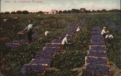 In a California Vineyard Farming Postcard Postcard Postcard