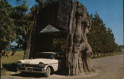 Western Red Cedar Washington Postcard Postcard Postcard