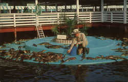 Young Alligators Being Fed By Owen Godwin, Gatorland Zoo Orlando, FL Postcard Postcard Postcard