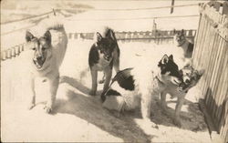 Dog Sled Pups Switzerland Dogs Postcard Postcard Postcard