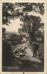 Sheep Being Hereded Down A Lakeland Lane, Tewkesbury, UK Postcard Postcard Postcard