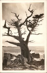 Witch Tree-17 Mile Drive Monterey, CA Postcard Postcard Postcard