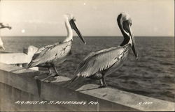 Big Bill Pelicans at St. Petersburg, Florida Birds Postcard Postcard Postcard