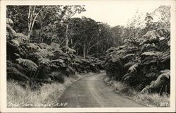 Tree Fern Jungle Postcard