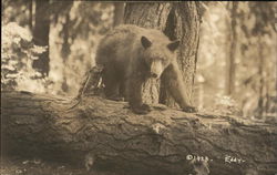 Brown Bear on a Fallen Tree Bears Postcard Postcard Postcard