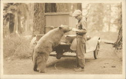 Bear Eating from Man's Hand - Yosemite? Bears Postcard Postcard Postcard