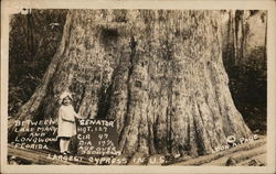 "Senator", Largest Cypress Tree in US, Between Lake Mary and Longwood, Florida Postcard