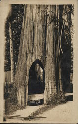 The "Bicycle Tree", California Postcard